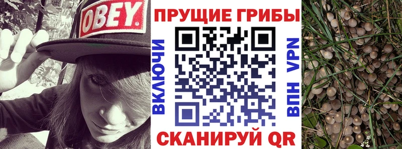 Галлюциногенные грибы Psilocybe  Канаш 